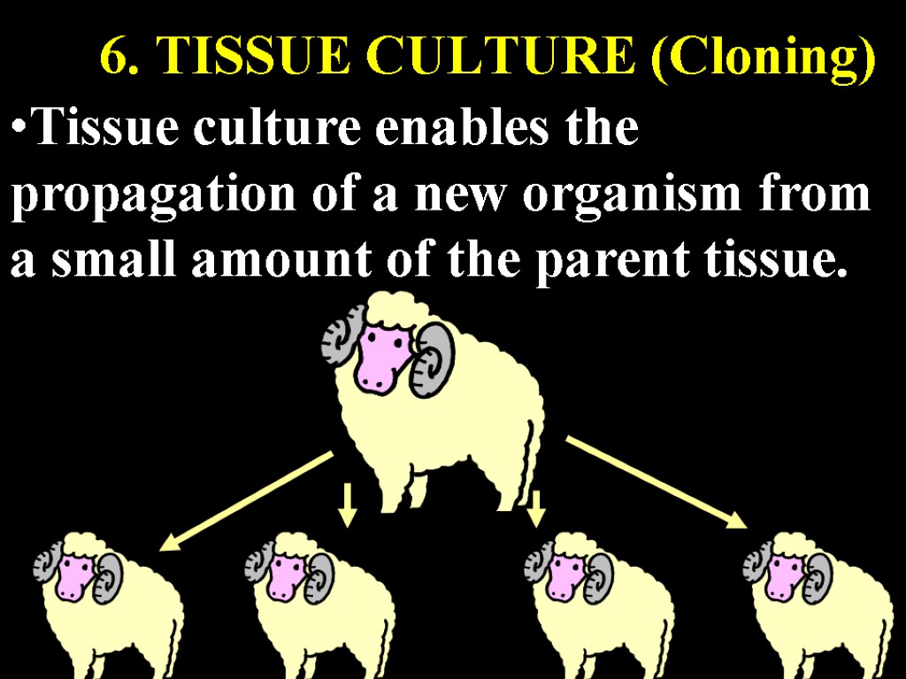 6. TISSUE CULTURE (Cloning) Tissue culture enables the propagation of a new organism from